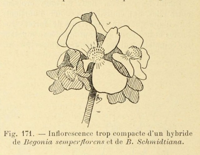 B. (schmidtiana x semperflorens var.)